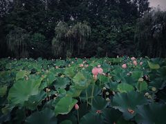 -荆川公园
