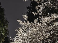-武汉大学-樱园