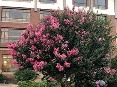 -同里湖大饭店-怡景轩中餐厅(同里古镇店)