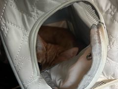 -四月宠物医院·猫专科·心脏专科·内科(转塘店)