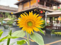 -濮园 · 四合院餐厅