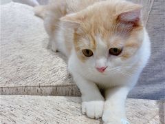 -藏猫猫咖啡主题馆(中央大道店)