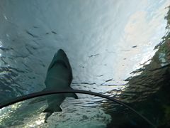 -瑞普利水族馆