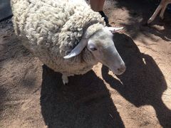 -费瑟代尔野生动物园