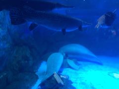 -烟台海昌鲸鲨海洋公园