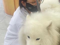 -瑞派长江宠物医院·猫科·外科·24小时夜护(谊城公寓分院)