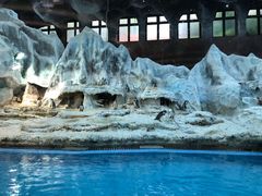 -帝企鹅自助餐厅•儿童岛•真企鹅(长隆企鹅酒店)