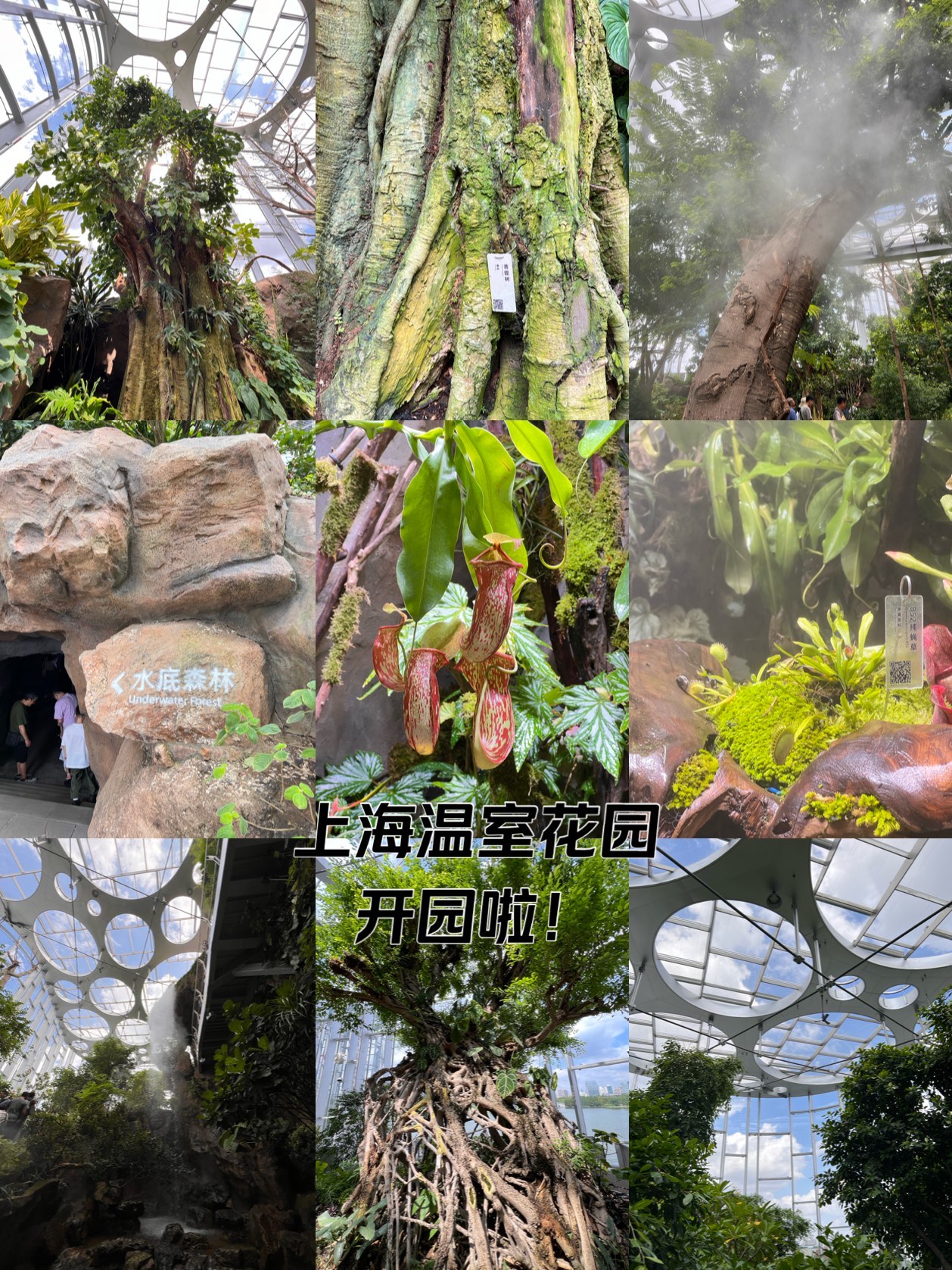 上海植物园温室简介图片