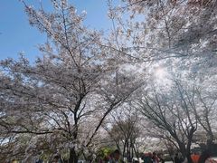 -苏州上方山国家森林公园