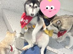 -Husky Go!哈士奇体验馆·宠物咖啡厅狗咖