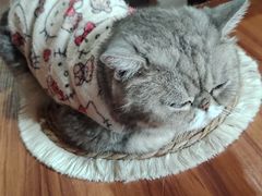 -楼上猫咖(罗湖店)