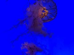 -上海海洋水族馆