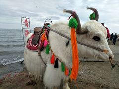 -青海湖国家重点风景名胜区