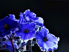 -天适樱花悠乐园
