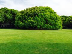 草坪上的百年巨樟-上海兴国宾馆丽笙精选