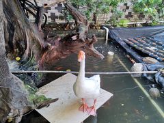 -优之名鹅城