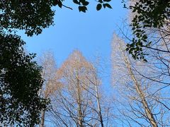 -上海滨江森林公园