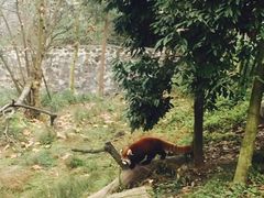 -都江堰中华大熊猫苑