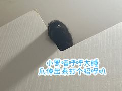 -楼上猫咖(罗湖店)
