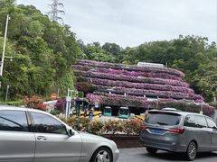 -深圳仙湖植物园