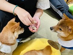 -逗柴咖啡屋·狗咖猫咖宠物桌游