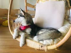 -Husky Go! 哈士奇体验馆·宠物咖啡厅狗咖