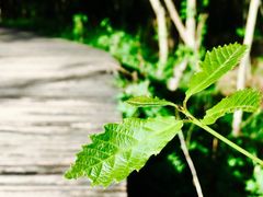 -青峰峡国家森林公园