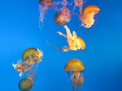 -太平洋海底世界