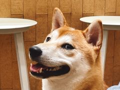 -小团圆糖水铺(襄阳南路店)