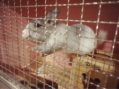-藦茜花园宠物主题亲子互动体验馆(国顺东路店)