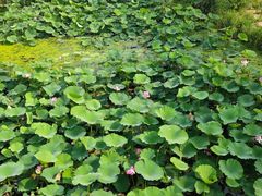 -长春市南湖公园