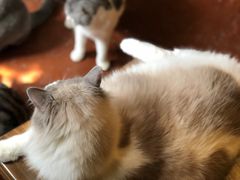-猫猫幼稚园·撸猫·桌游·电玩