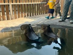 -廊坊固安福朋喜来登酒店