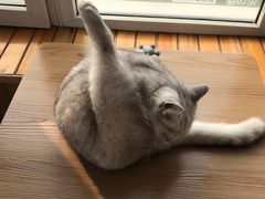 -猫的茶·猫咖