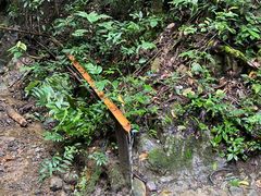 -西双版纳原始森林公园