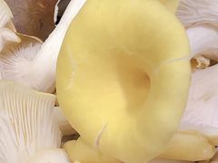 -菌之家·专业纯野生菌火锅·特色炒菌
