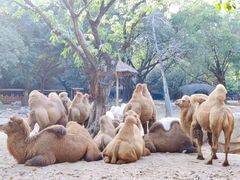 -广州长隆野生动物世界