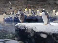 -新加坡飞禽公园