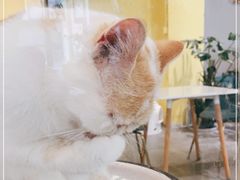 -吉丁鸟咖·异宠·寄养