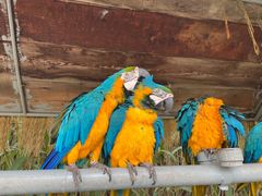 -西霞口神雕山野生动物世界