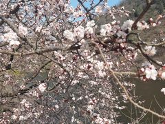 -金龙寺国家森林公园