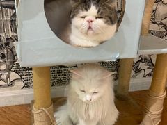 -猫小院猫主题餐厅(三里屯店)