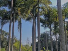 -中国科学院西双版纳热带植物园