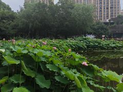 -陈家山荷花公园