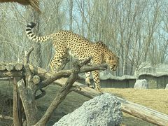 -北京野生动物园