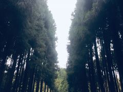 -山王坪喀斯特国家生态公园