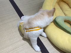 -逗柴咖啡屋·狗咖猫咖宠物桌游