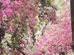 -深圳国际园林花卉博览园