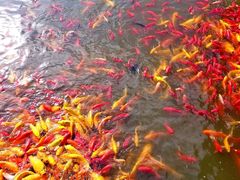 -武汉紫薇都市田园