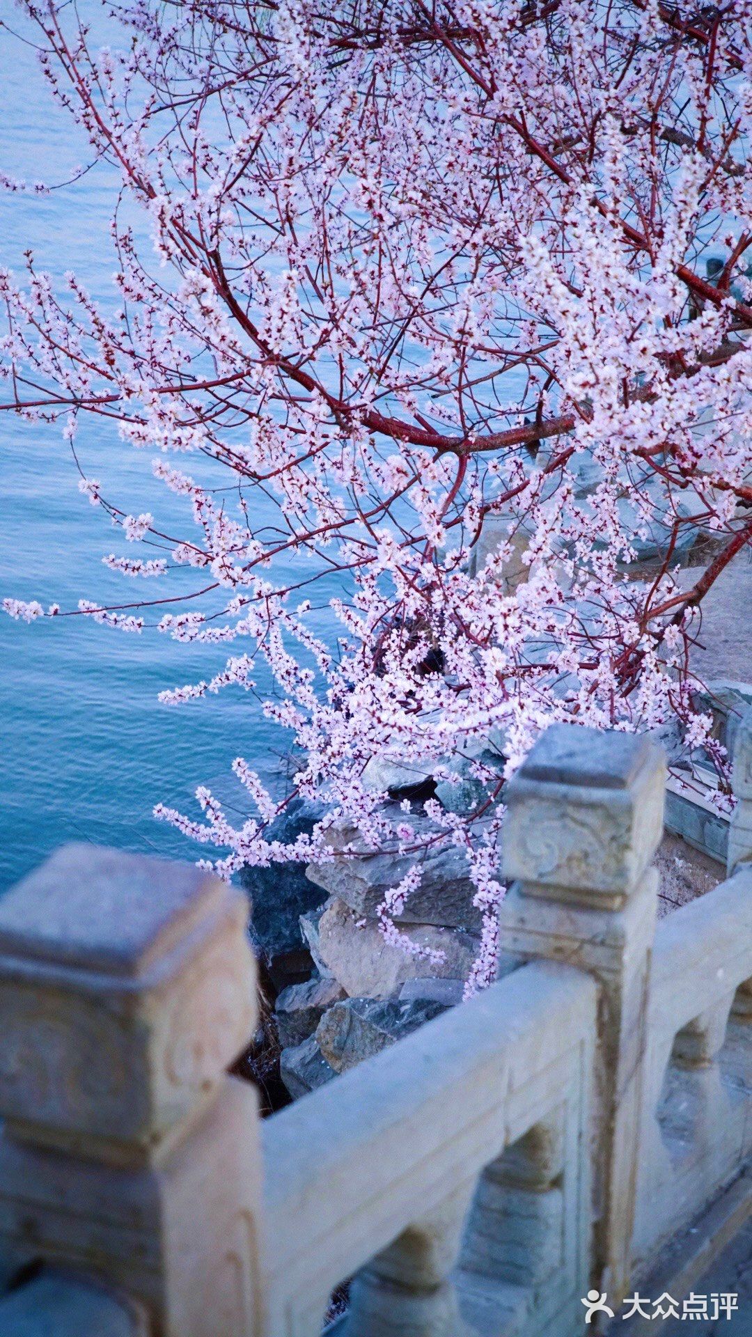 3月踏春｜颐和园｜夜幕下的山桃🌸